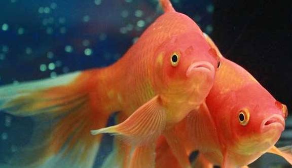 《星球重启》:探索梦幻水族馆,掌握观赏鱼养殖秘籍 1