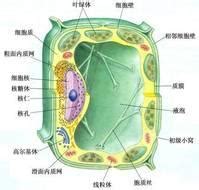 探索真核细胞内的奇妙细胞器世界 5