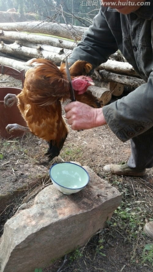 农村传统杀鸡技巧大揭秘 3