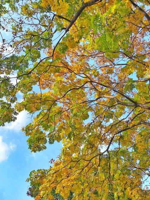 探寻前句：来年依旧迎花开的诗意之源 4