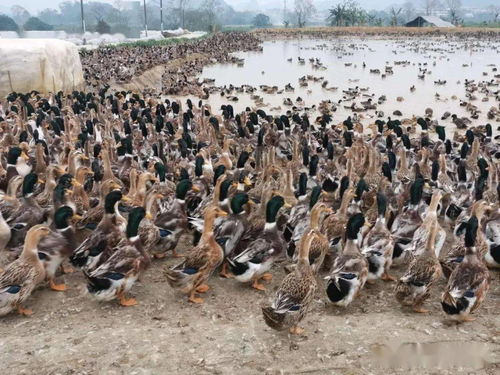 《时光大爆炸》中如何获取虎纹木? 3