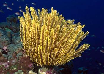 海洋里的草莓海葵:一种独特生物 3