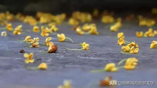 《新月同行》中如何获取金桂养成材料？ 1