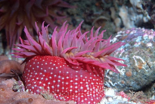 海洋里的草莓海葵:一种独特生物 2