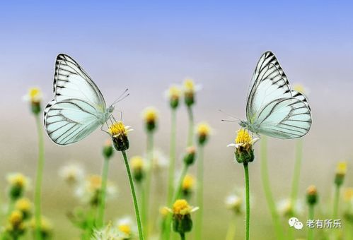 《汉字魔法》如何捉到蝴蝶并通关? 1