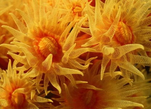 海洋里的草莓海葵：一种独特生物