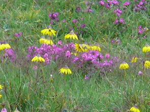 揭秘:“落花流水春去也,天上人间”这句诗究竟出自何处? 1