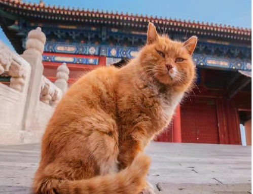 《桃源秘境：宫猫奇趣轶事大揭秘》 3