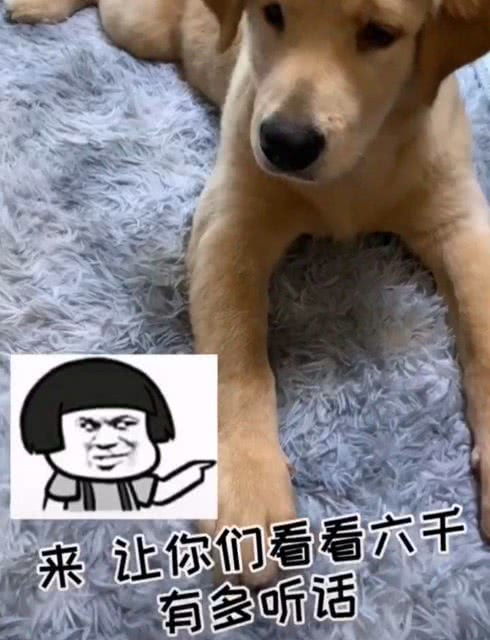 如何通过《玩梗老司机》中的训狗大师关卡? 2