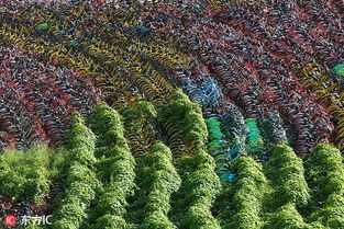 《沙石镇时光》中不可错过的补血草寻觅指南 2