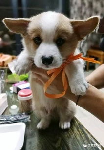 《星球重启》:萌翻宇宙的飞天小柯基宠物全揭秘 1