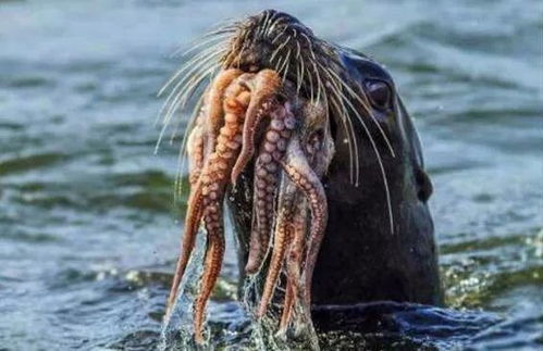 揭秘:因浓密粗硬胡须而得名的海豹种类是哪种? 2