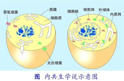 探索真核细胞内的奇妙细胞器世界 2