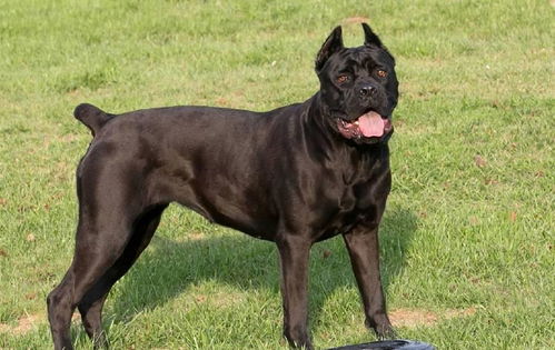 晶核霸体的作用及影响伤害的因素解析 4