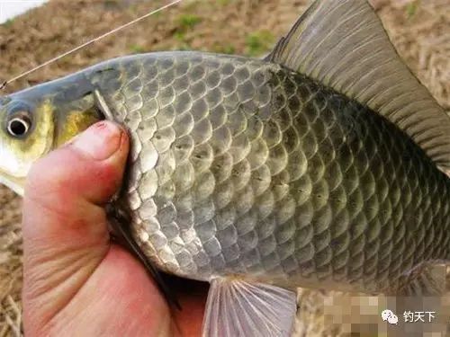 《非凡多数:鱼类种类概览》 3