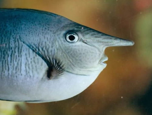 《非凡多数:鱼类种类概览》 2