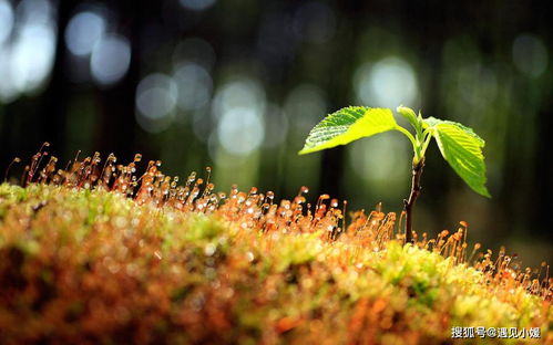 如何获得《晚安森林》中的梦香草? 1