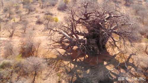 《伊瑟》游戏中缬草技能是怎样的? 2