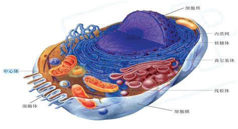探索真核细胞内的奇妙细胞器世界 1