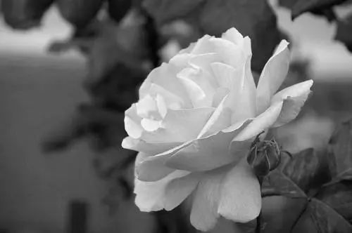 斯人已逝,生者当如何继续前行? 1