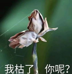 揭秘：桑麻的真正含义是什么？ 2