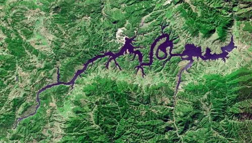 《沙石镇时光》刺槐木在哪里可以找到? 3