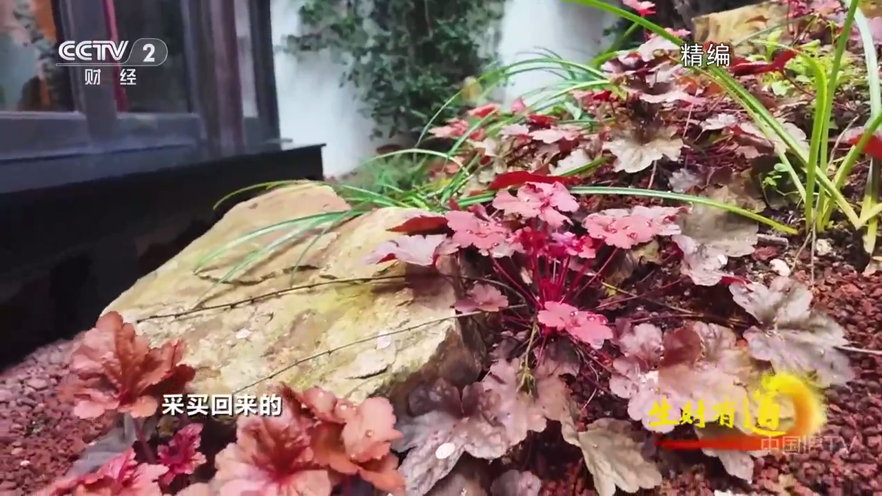 星辰电视TV 1
