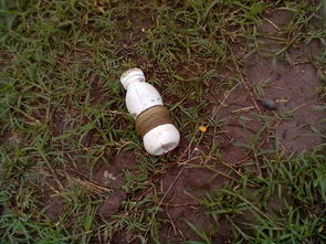 《橡子屋》秘籍：解锁神秘树枝钓鱼竿的绝妙方法 1