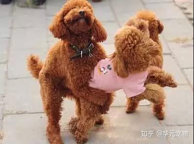 犬类繁殖知识指南 1