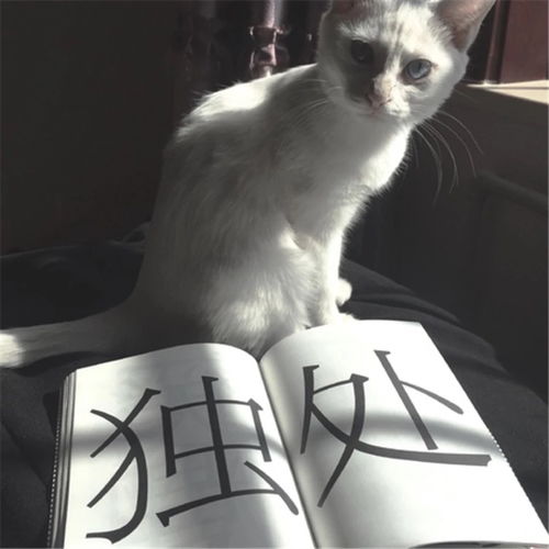 《遇见你的猫》:解锁高效提升亲密度秘籍! 3