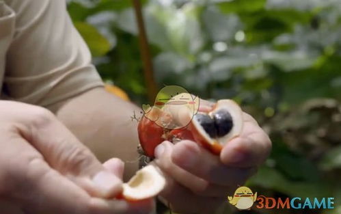 星露谷物语:宝石甜莓种植高收入攻略 4