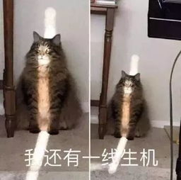 《《就我眼神好》游戏攻略：如何用五把“棺材本”智慧通关，发财老头教你省钱秘籍》 2