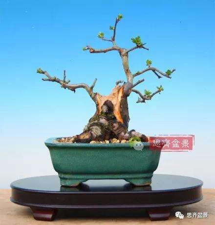 打造独特树根盆栽:简易步骤大揭秘 1