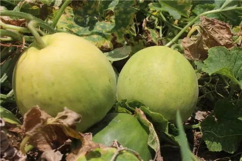 香瓜美味制作秘籍：解锁清新爽口新吃法！ 2