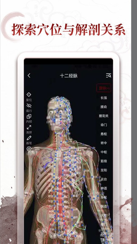 中医经络穴位 1