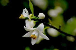 《原神玩家必看!刺玫的铭誓活动何时开启?一览无余!》 1