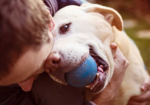 狗将军因疏忽误食禁粥的由来解析 1