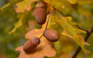 《橡子屋》揭秘：如何巧妙触发绿舌头神秘事件 1