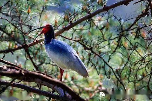 揭秘：朱鹮的正确发音是什么？ 4