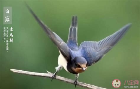 蚂蚁庄园探秘:白露节气,揭秘‘玄鸟’归巢之谜 2