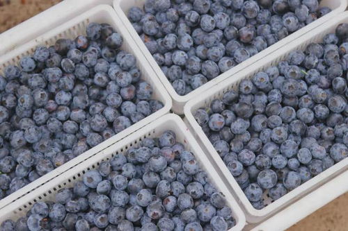 星露谷物语:宝石甜莓种植高收入攻略 3