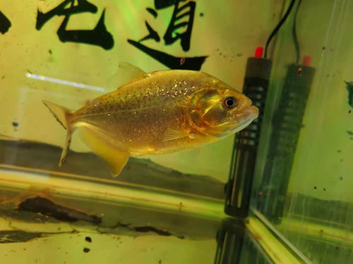 《星球重启》:探索梦幻水族馆,掌握观赏鱼养殖秘籍 2