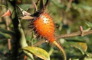 《燕云十六声》速通攻略：轻松获取松节膏秘籍 3