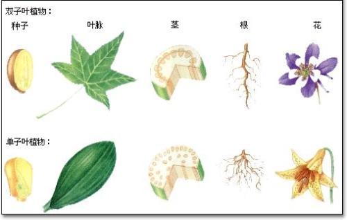 单子叶植物与双子叶植物的主要区别 1