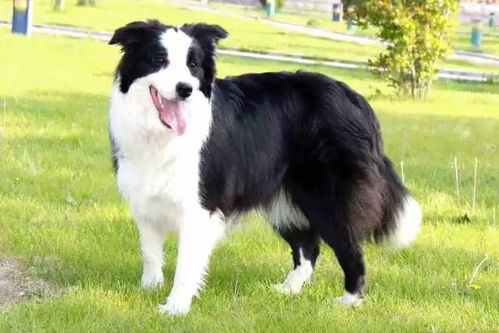 《〈最后的起源〉：深度解析英格兰牧羊犬技能》 1