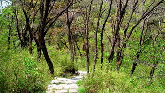 《〈桃源深处有人家〉:药莳东篱1至10阶全功能概览》 2