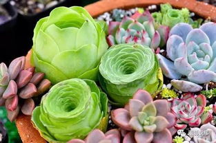 《以闪亮之名》植护宝典多肉篇怎么玩? 1