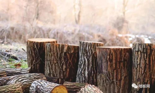 《荒原曙光》:全面掌握土壤、水源与木材的高效采集秘籍 2