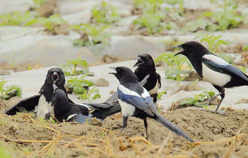 如何轻松查看《喜鹊儿》的访客记录 2