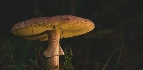 探索病毒蘑菇官方测试平台:一键进入的神奇之门 1